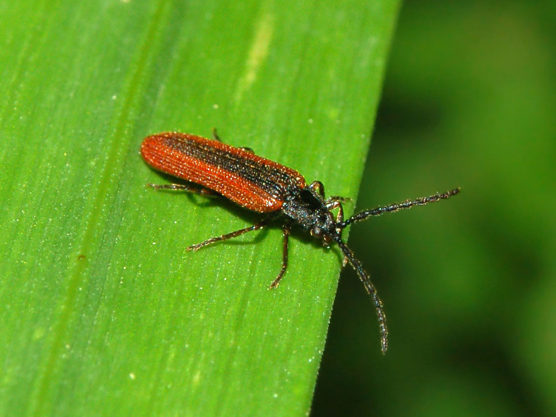 Omalisus fontisbellaquaei